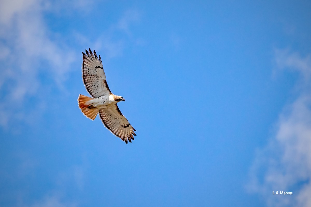 Red-tailed Hawk - ML330396521