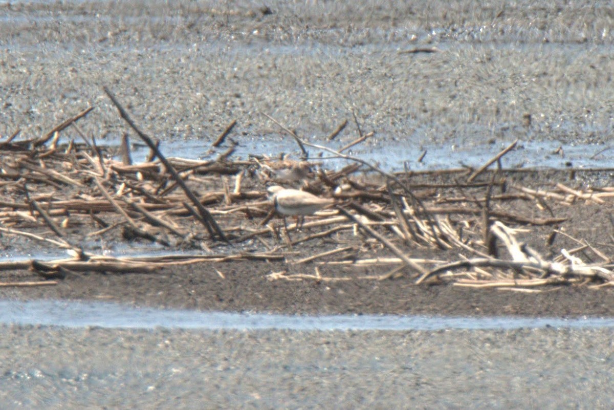 Piping Plover - ML330396831