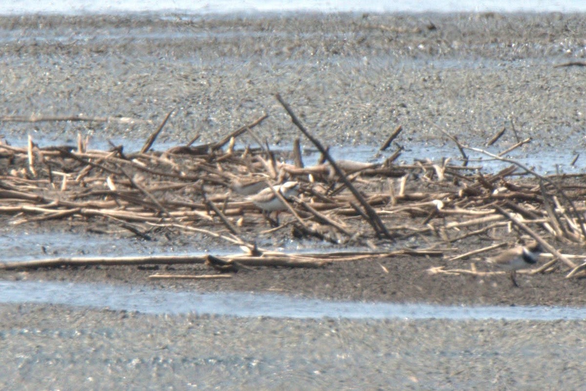 Piping Plover - ML330396861