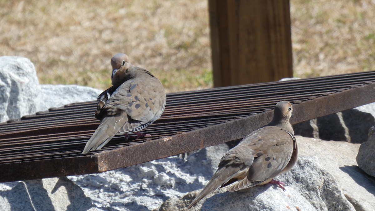 Mourning Dove - ML330396901