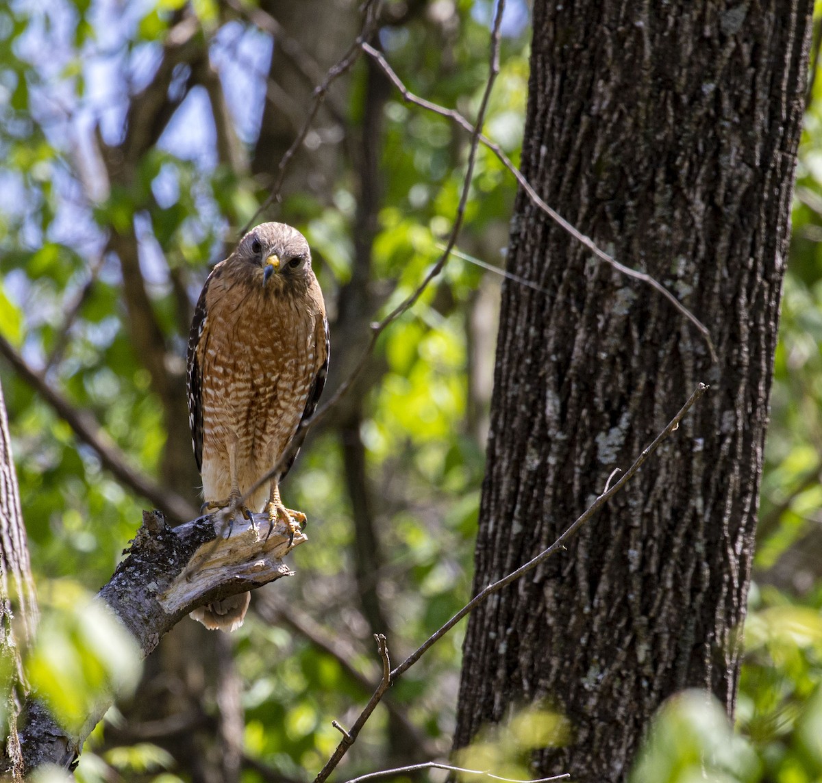 Red-shouldered Hawk - Jason Lott