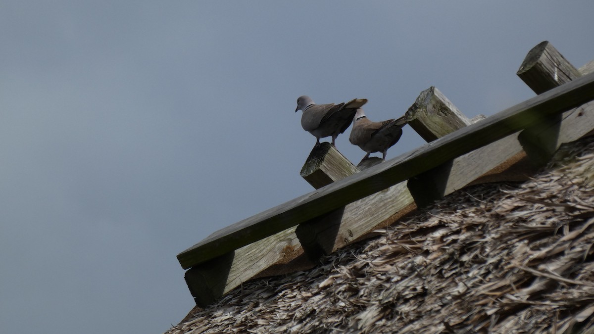 Eurasian Collared-Dove - ML330397901