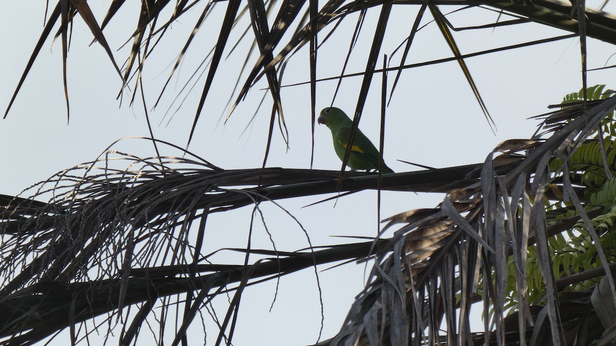 Yellow-chevroned Parakeet - ML330398421