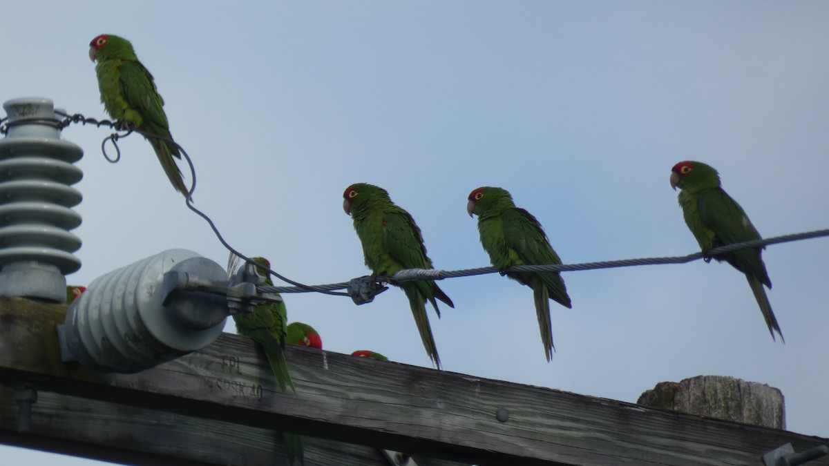 Conure mitrée ou C. à tête rouge - ML330399181