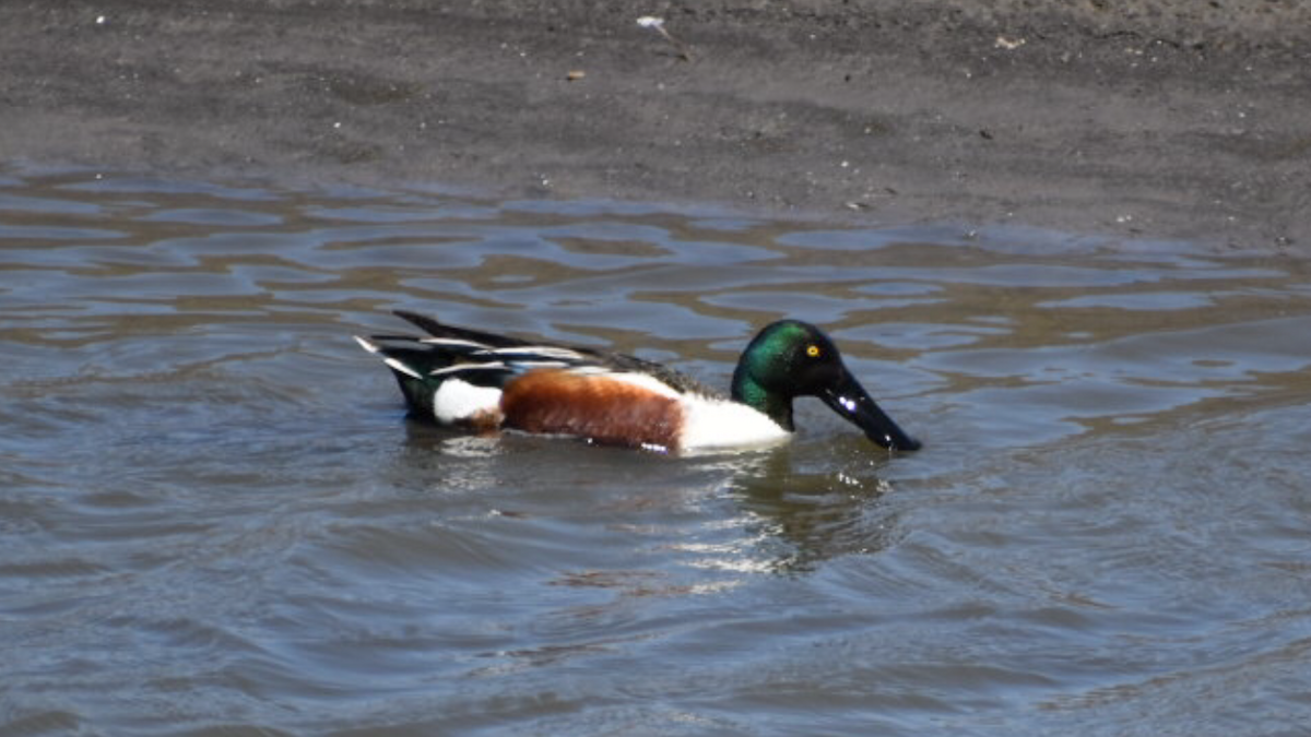 Northern Shoveler - Dan Cowell