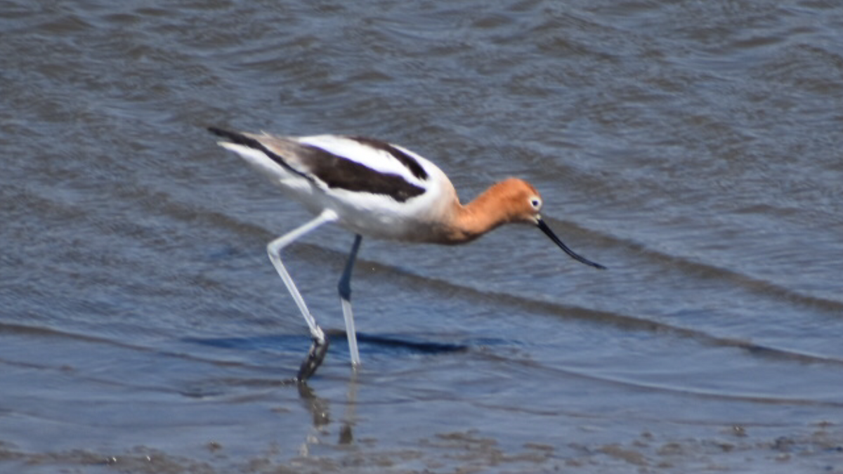 American Avocet - Dan Cowell