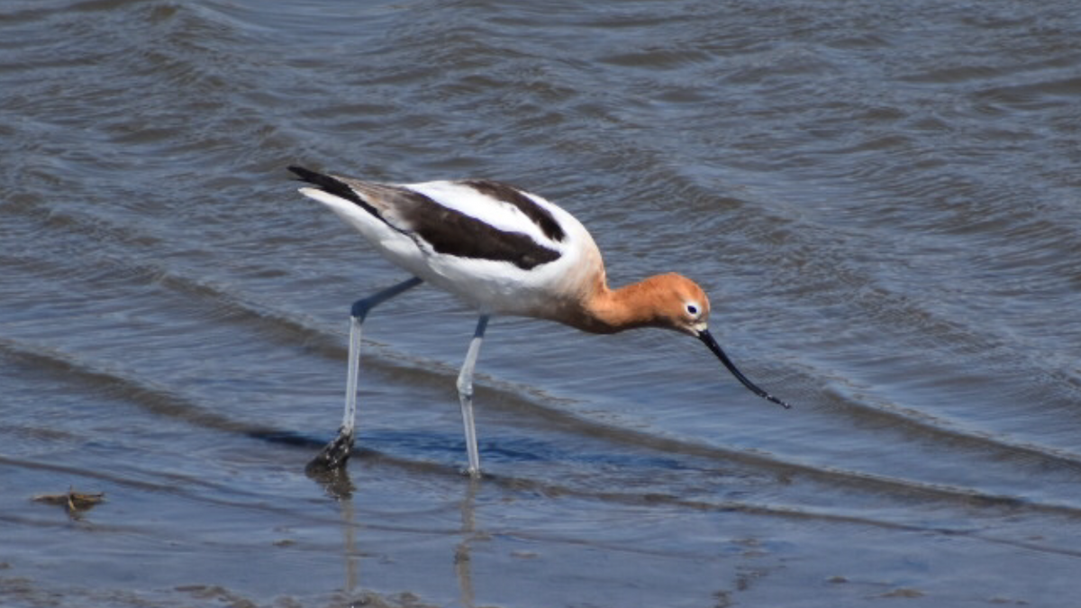 American Avocet - Dan Cowell