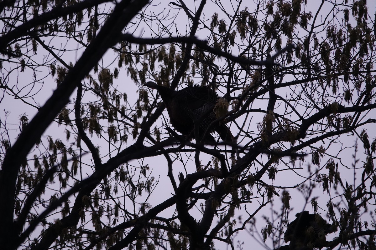 Wild Turkey - ML330400391