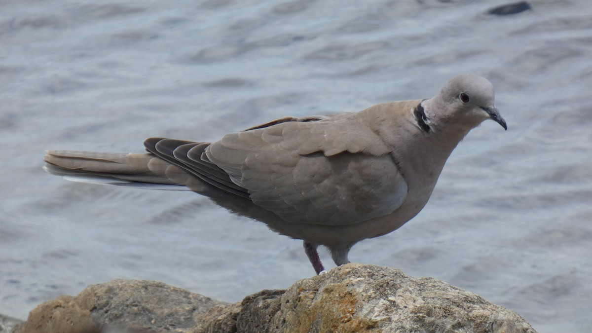 Eurasian Collared-Dove - ML330400521