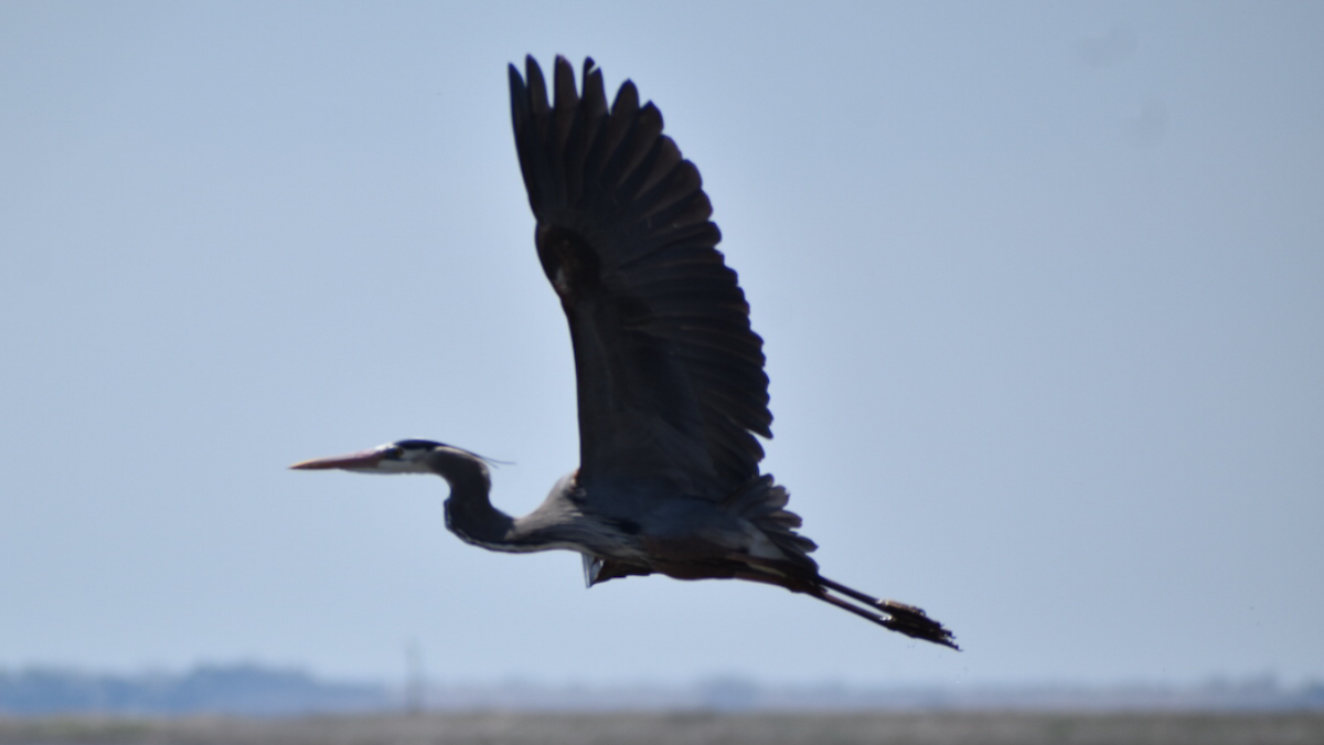 Great Blue Heron - Dan Cowell