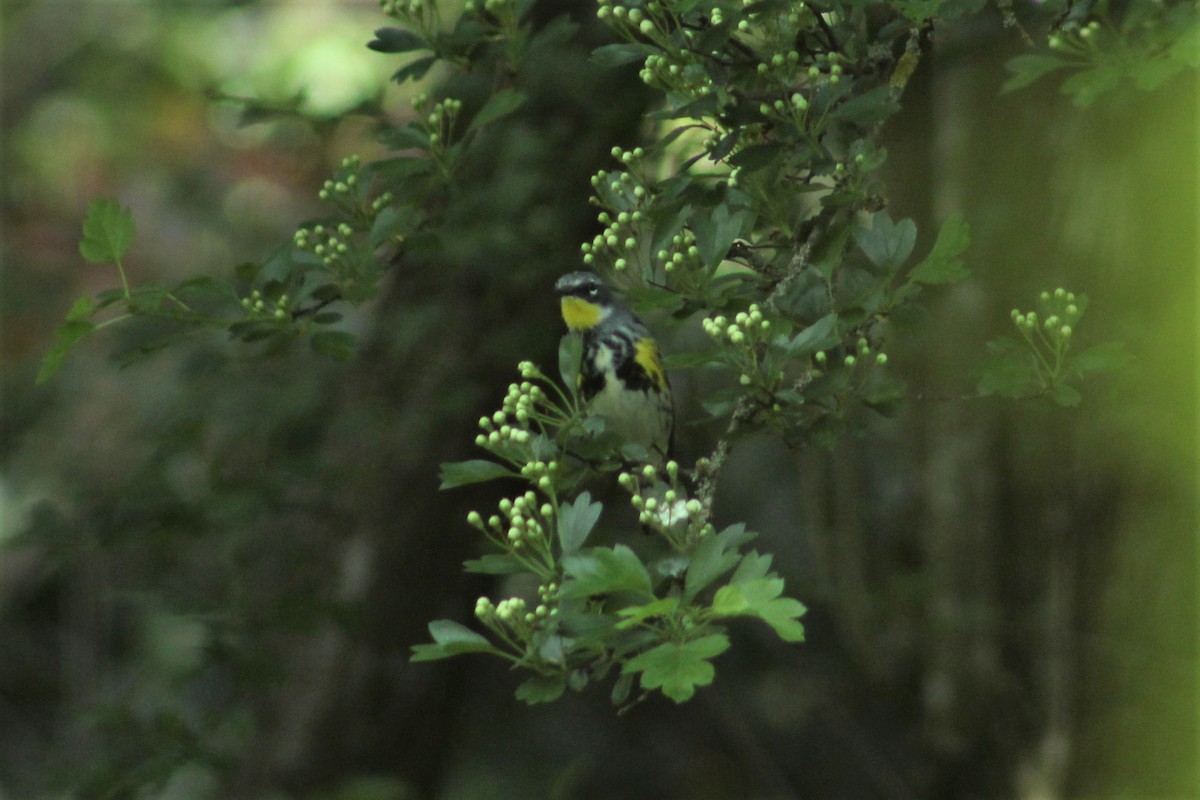 Yellow-rumped Warbler (Myrtle x Audubon's) - ML330401561