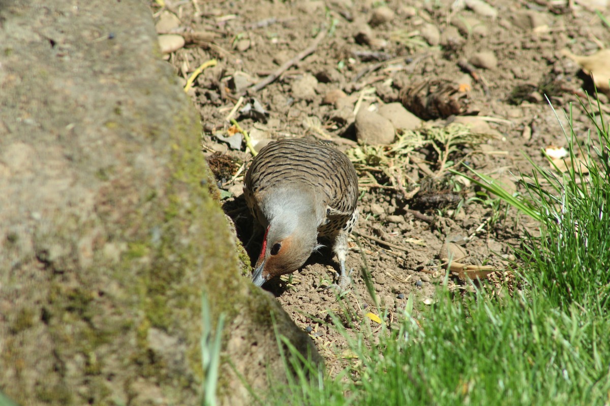 Northern Flicker (Red-shafted) - ML330401771