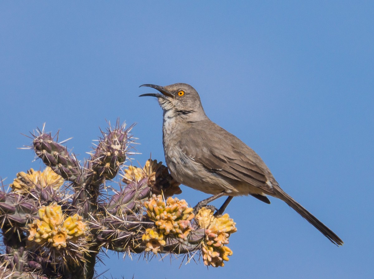 Curve-billed Thrasher - Jim Merritt