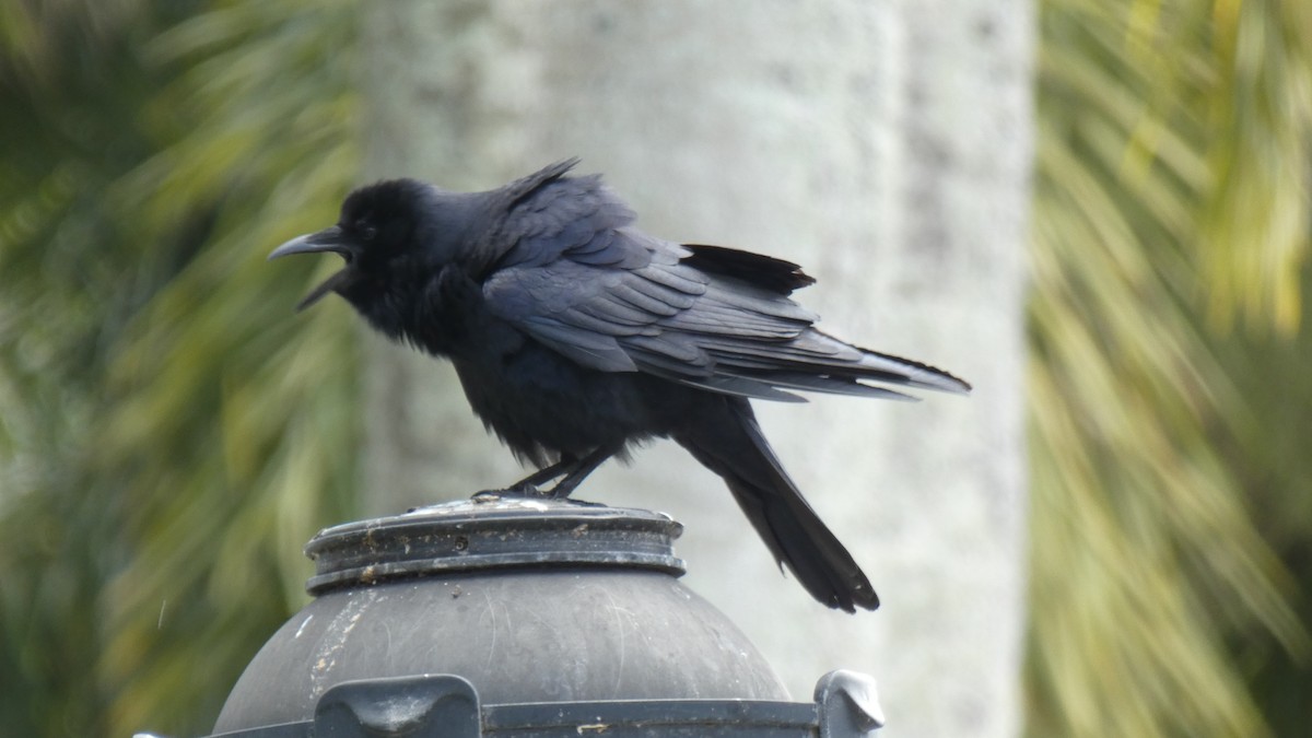 Fish Crow - ML330404071