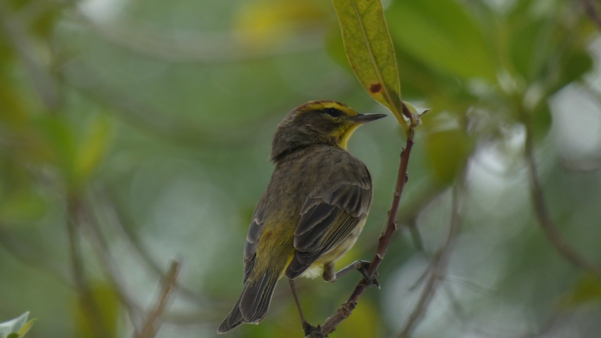 Palm Warbler - Guhan Sundar