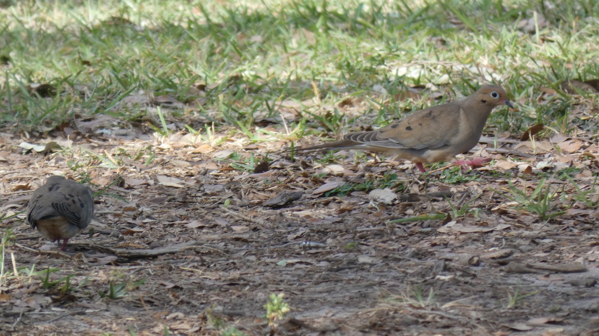 Mourning Dove - Guhan Sundar