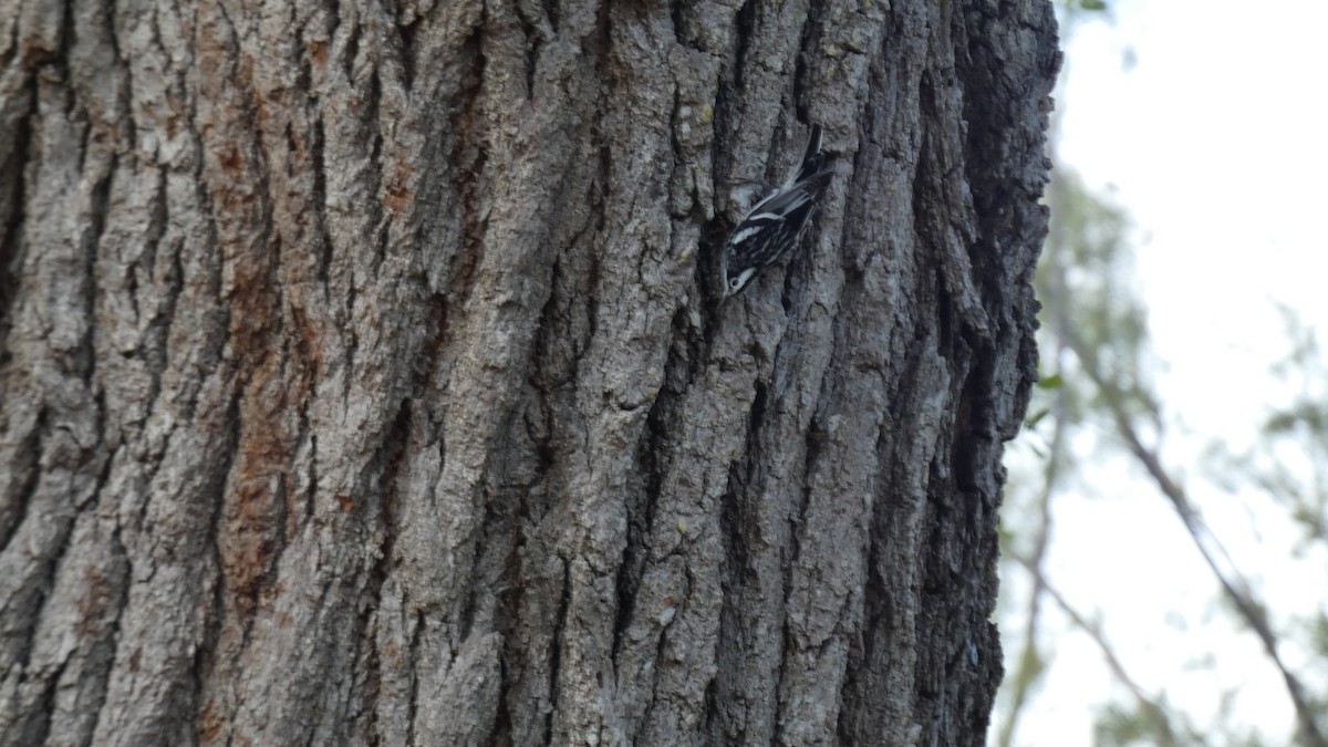 Black-and-white Warbler - ML330406431