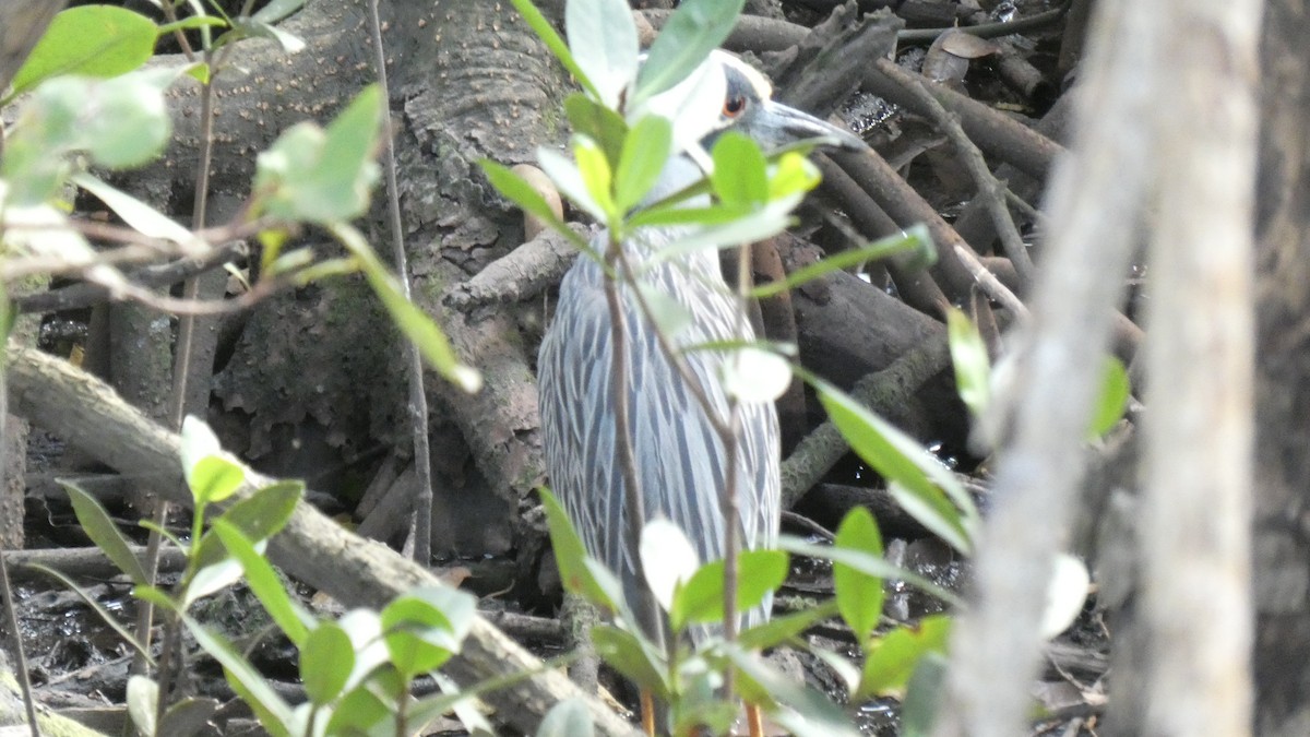 Yellow-crowned Night Heron - ML330406581