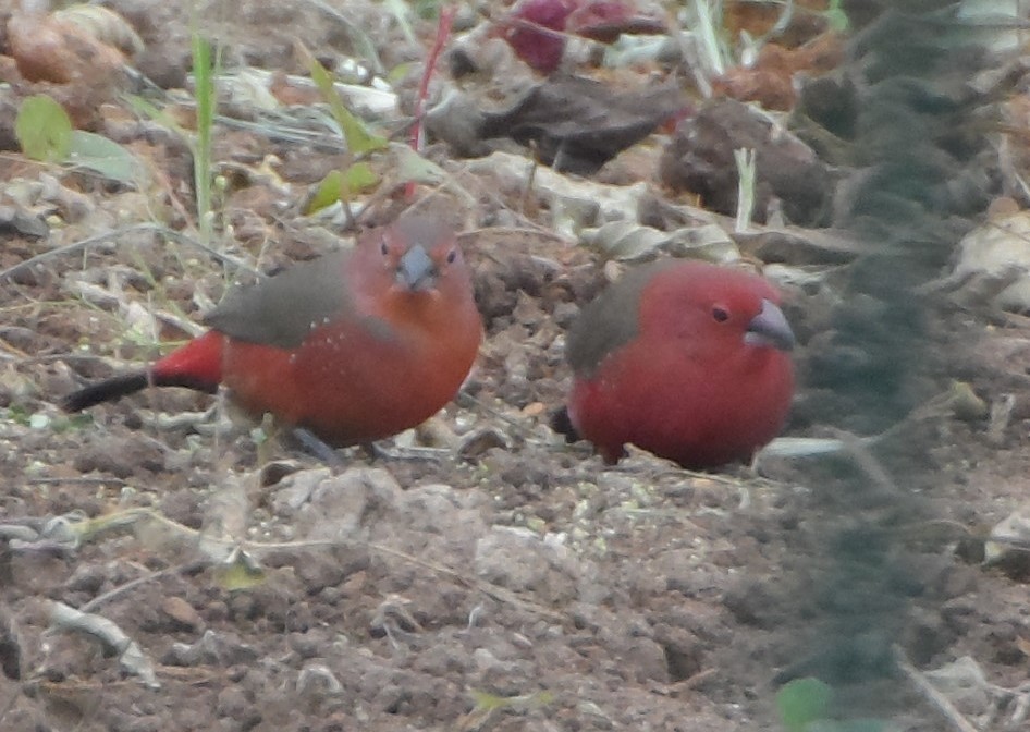 African Firefinch - ML33040661