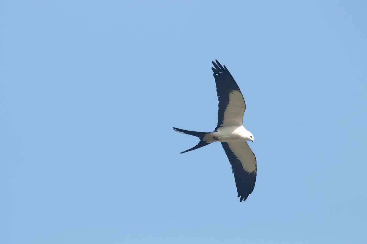 Swallow-tailed Kite - ML330407321