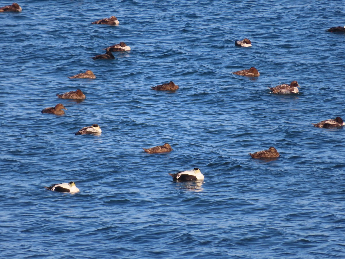 Common Eider - ML330407461