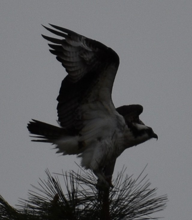 Загасч явлаг - ML330408091