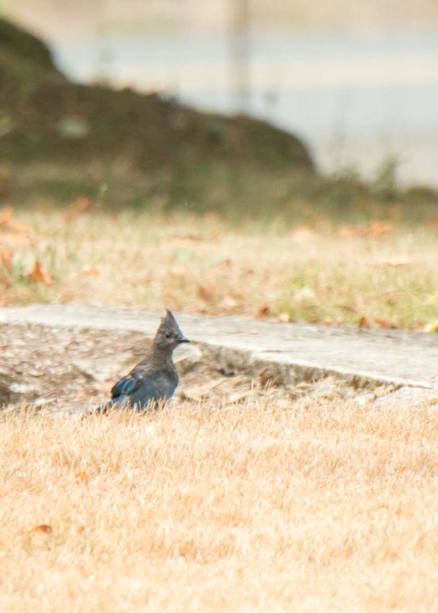 Steller's Jay - Ernest Rowley