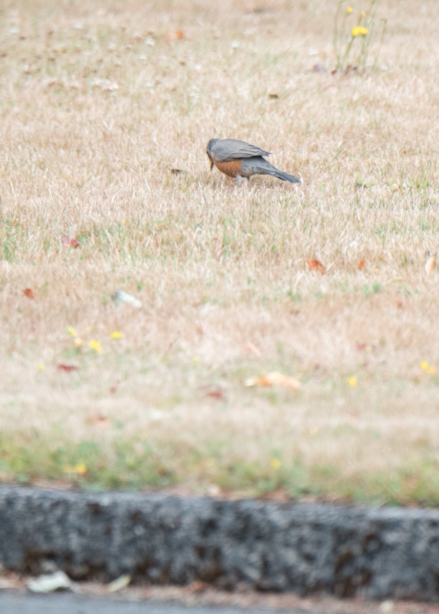 American Robin - ML330408191