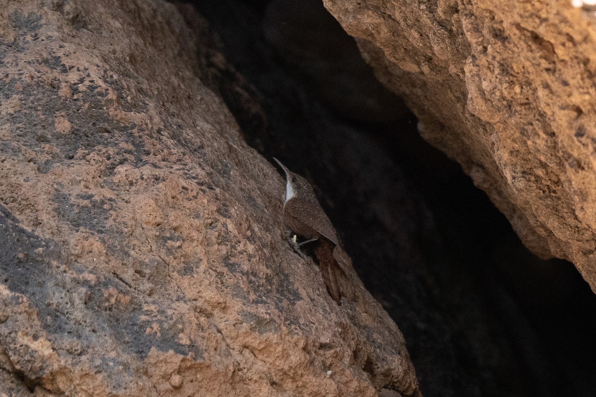 Canyon Wren - ML330409201