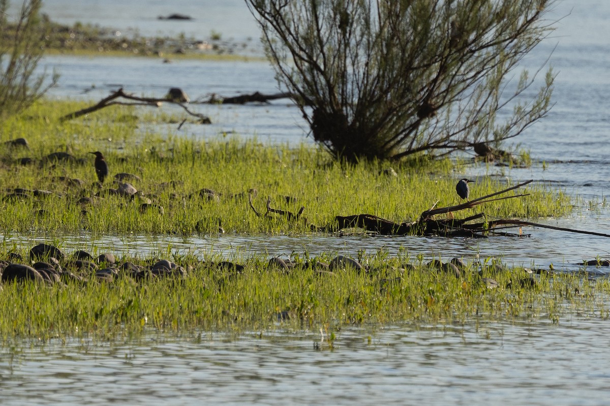 Black-crowned Night Heron - ML330409931