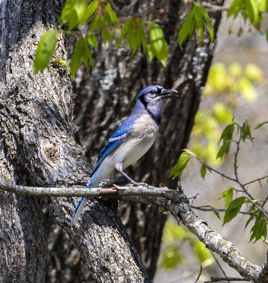 Blue Jay - ML330410281