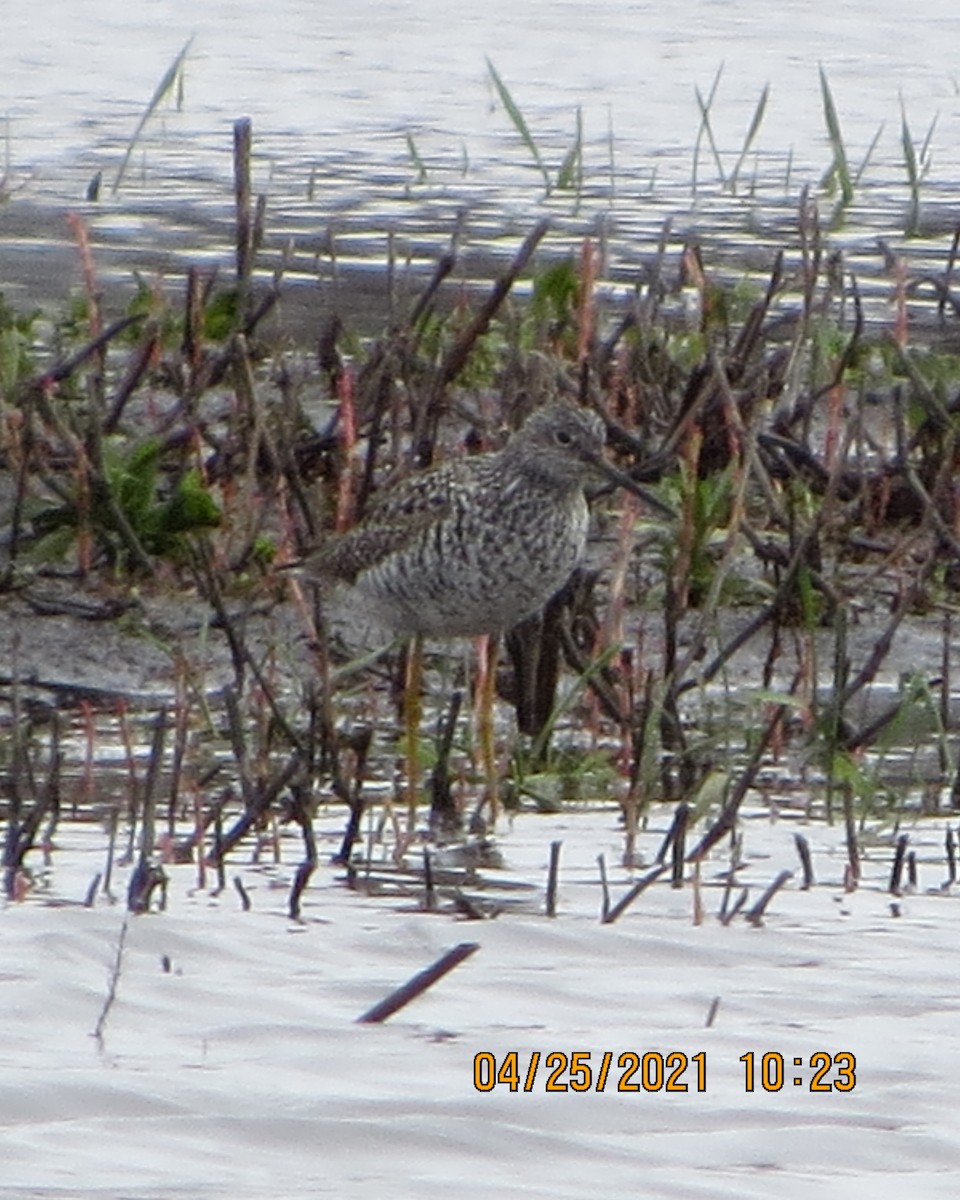 Greater Yellowlegs - ML330411741