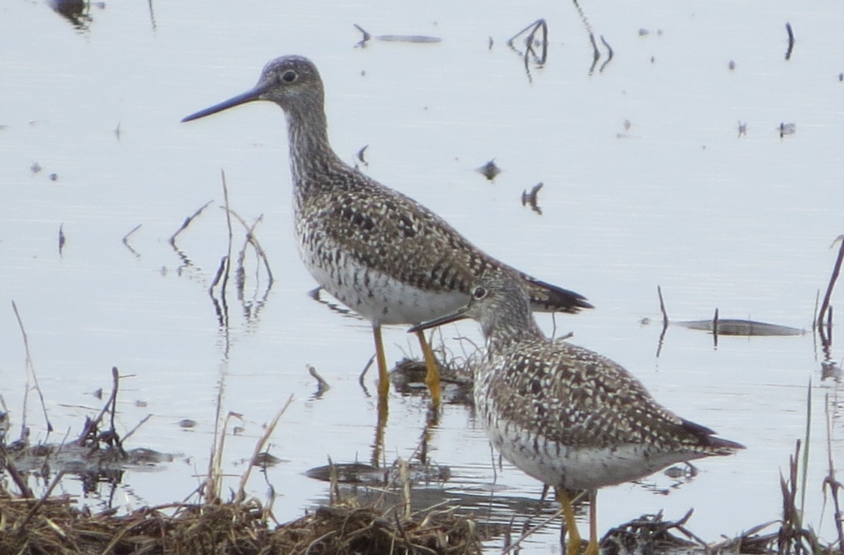 Greater Yellowlegs - ML330411921