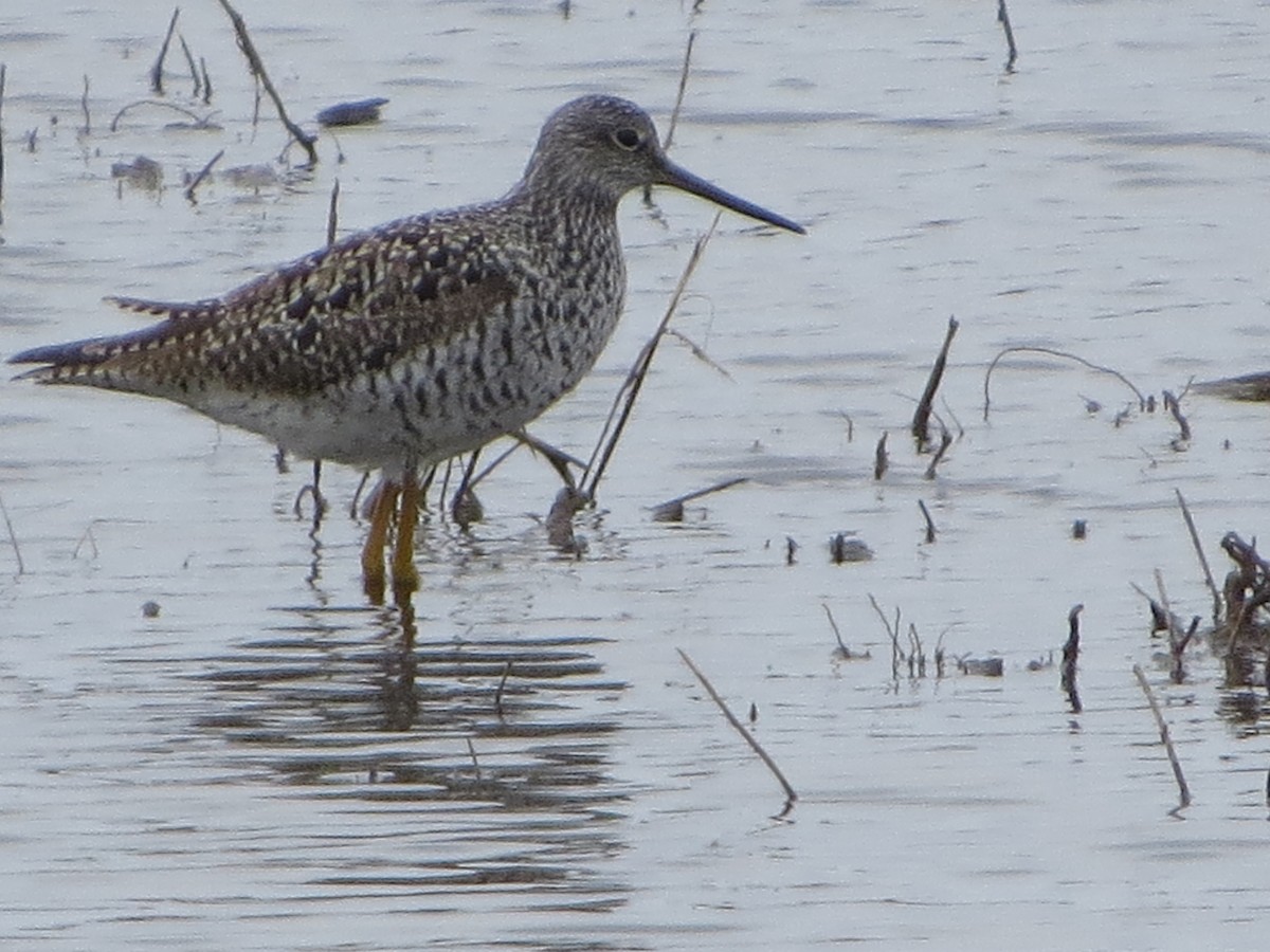 Greater Yellowlegs - ML330412151