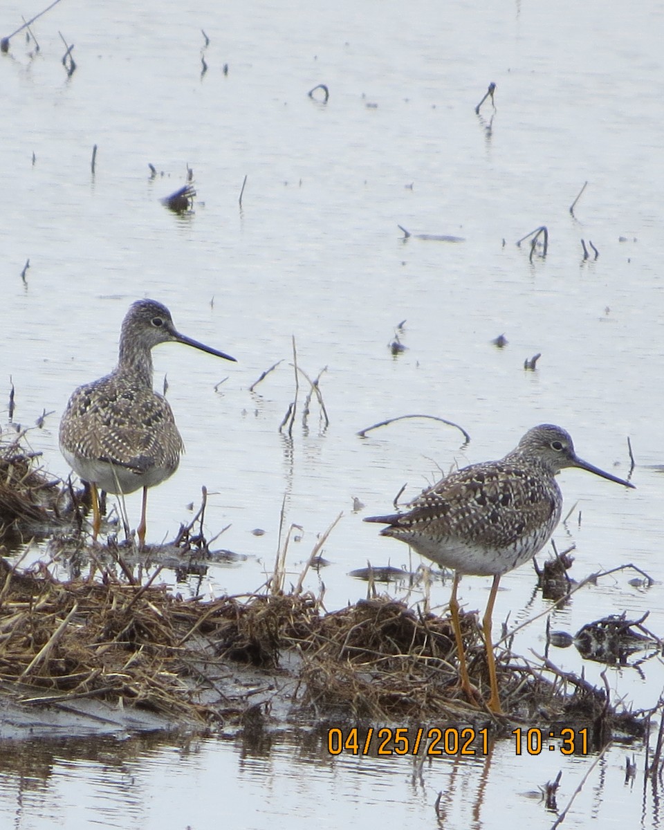 Greater Yellowlegs - ML330412271