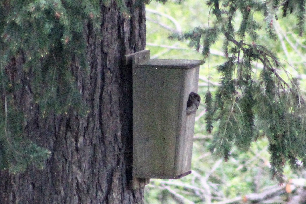 Western Screech-Owl - ML330413211