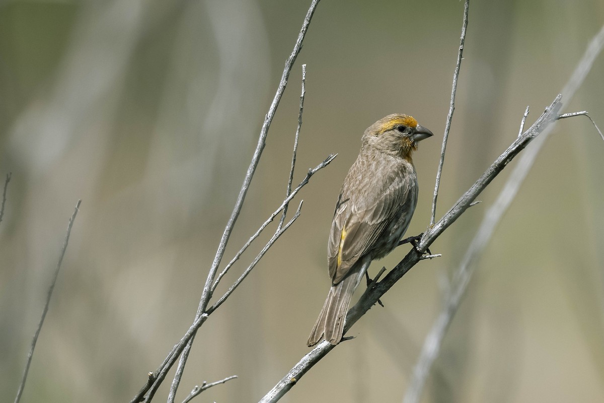 House Finch - James McNamara