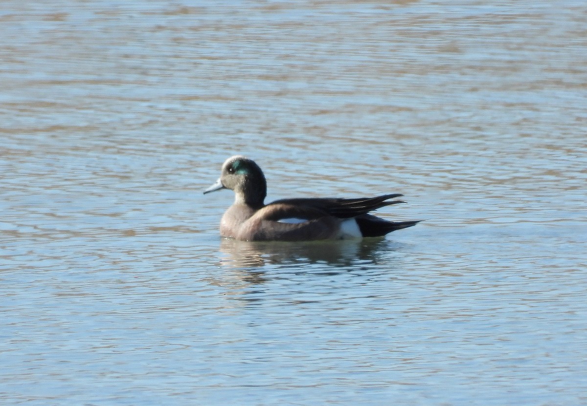 American Wigeon - Glenn Pearson