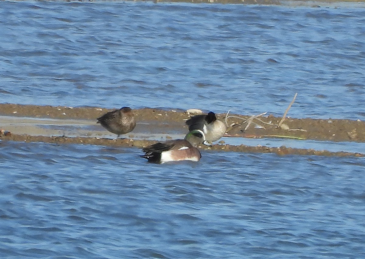 Canard d'Amérique - ML330413941