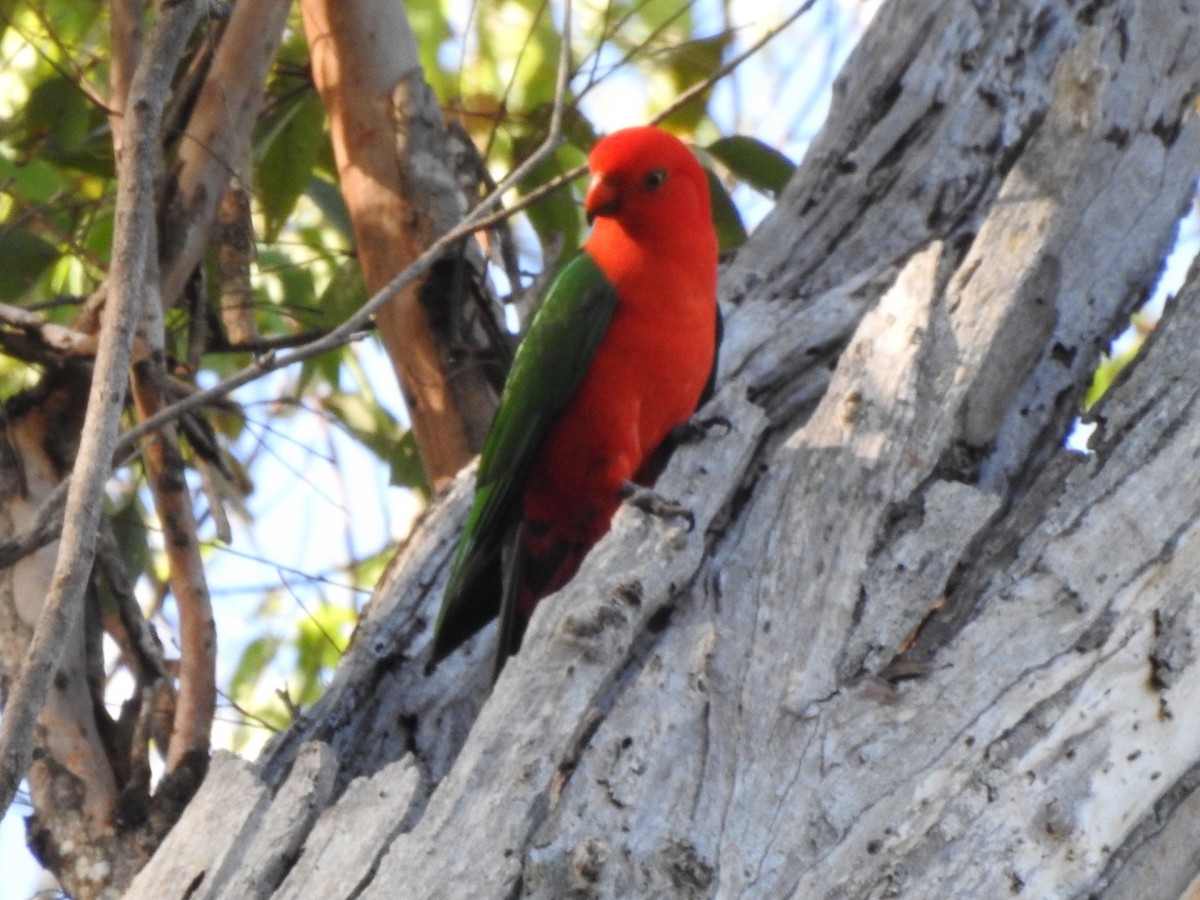 Australian King-Parrot - ML330414191