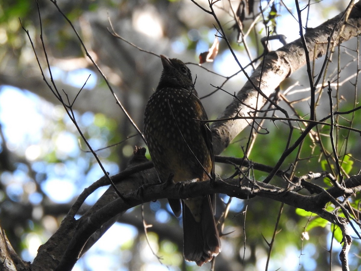 Green Catbird - ML330414401