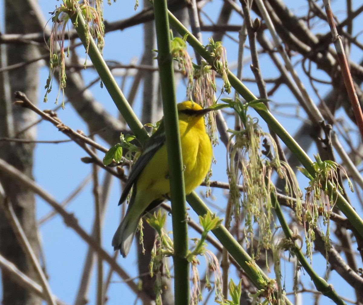 Blue-winged Warbler - Yvonne Homeyer