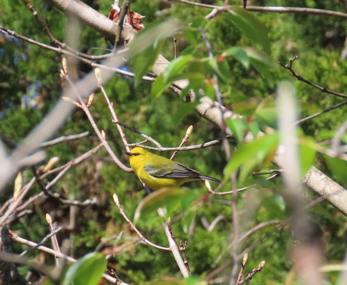 Blue-winged Warbler - Yvonne Homeyer