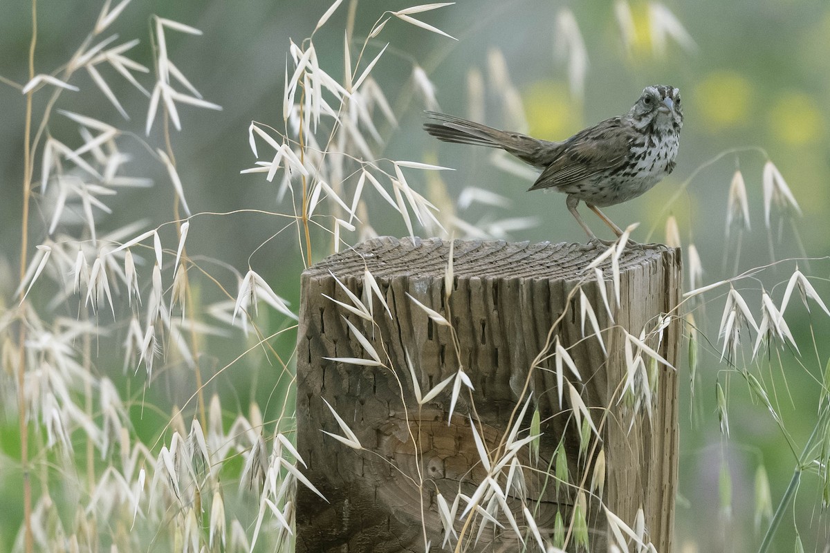 Song Sparrow - James McNamara