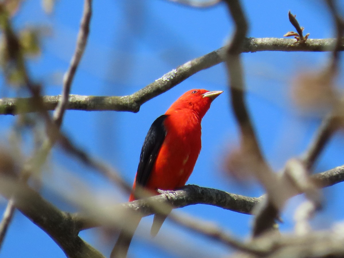 Scarlet Tanager - ML330415001