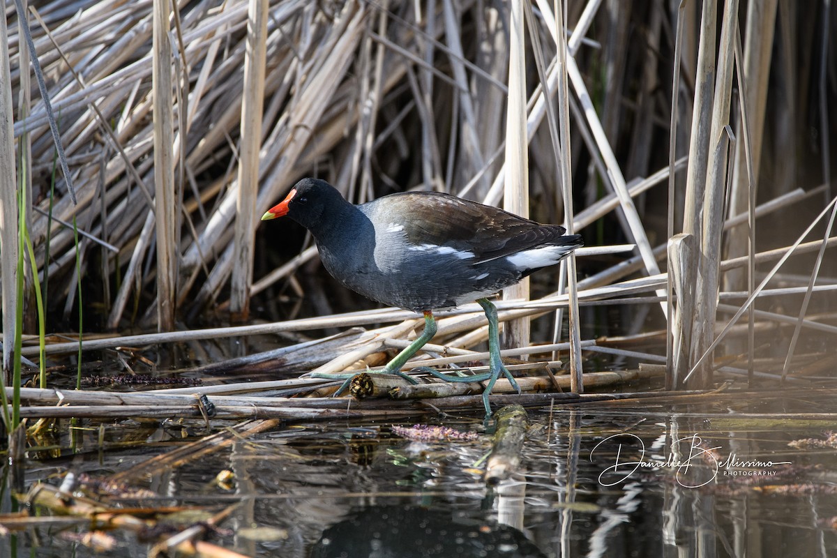 Gallinule d'Amérique - ML330416401