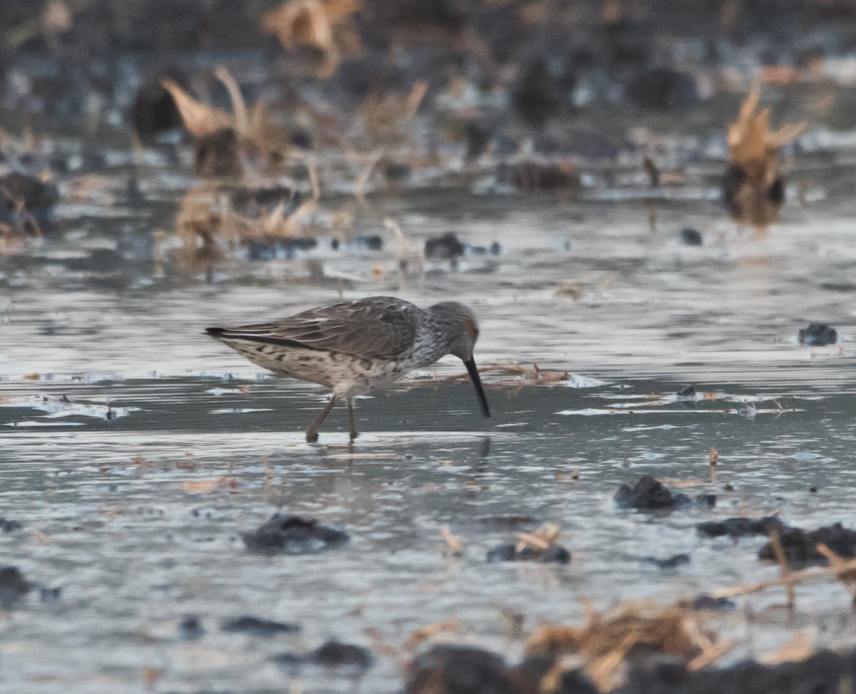 Stilt Sandpiper - ML330416711