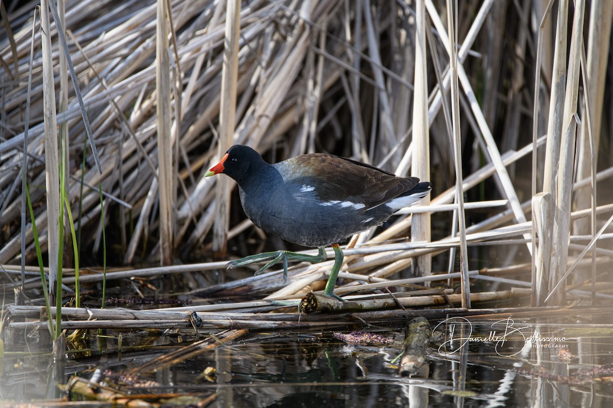 Common Gallinule - ML330417341