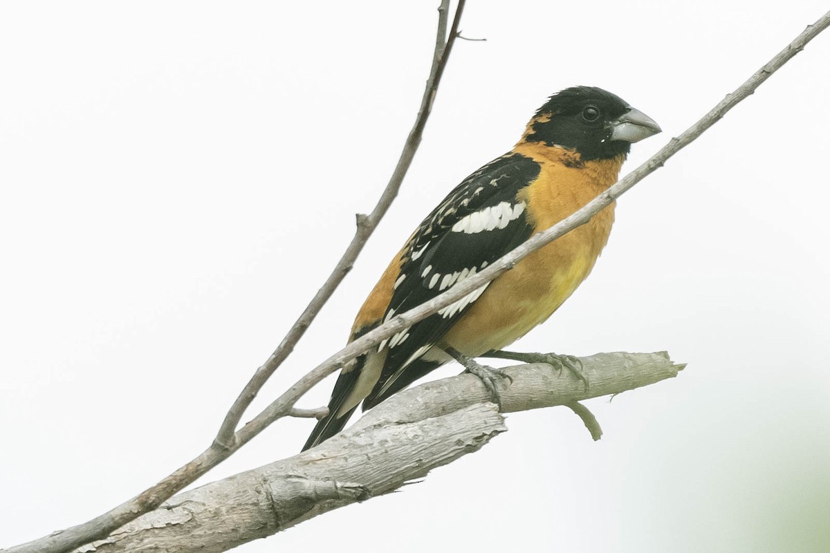 Black-headed Grosbeak - James McNamara