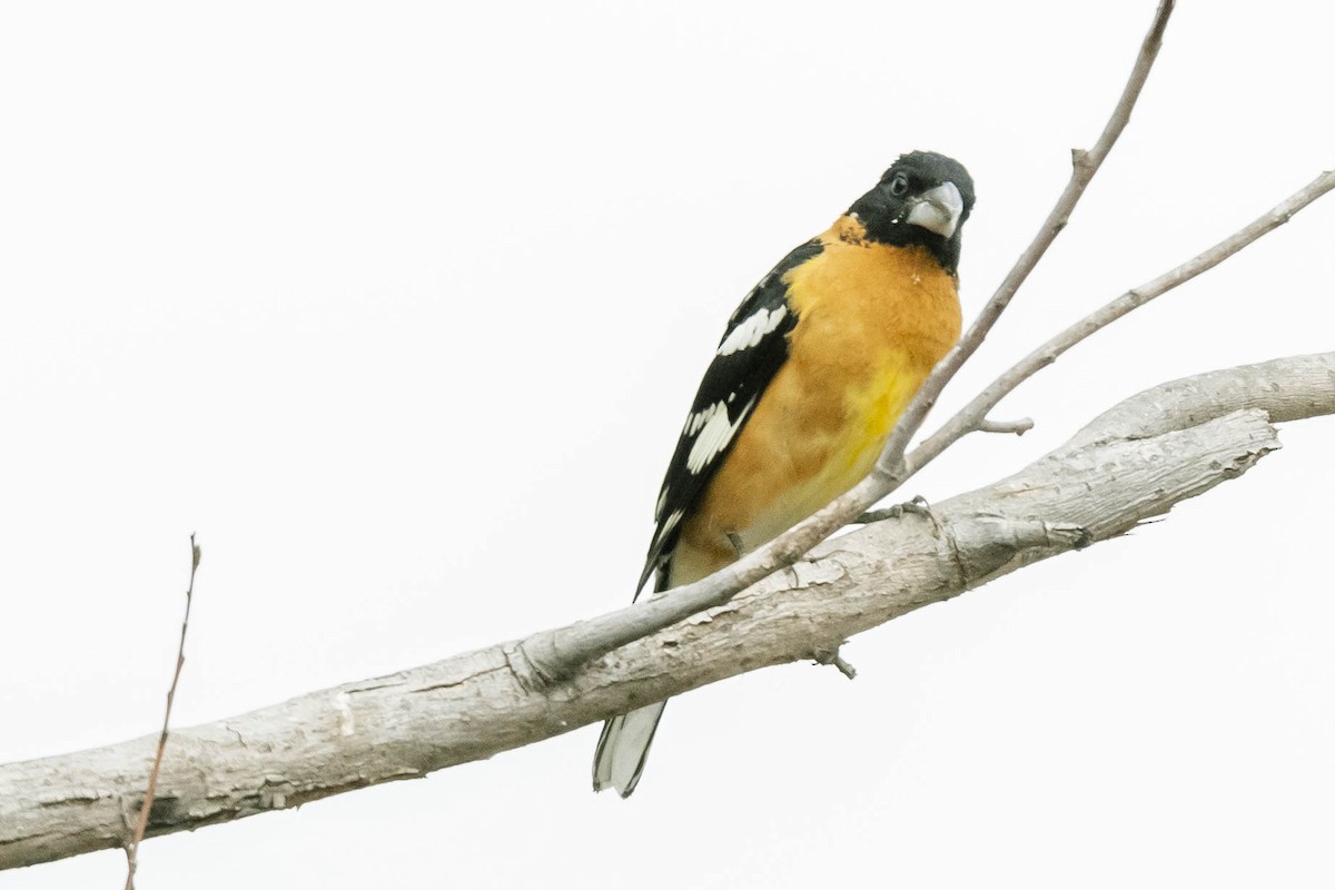 Black-headed Grosbeak - James McNamara